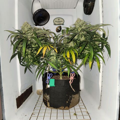Golden Goat S1 growlog timeline photo
