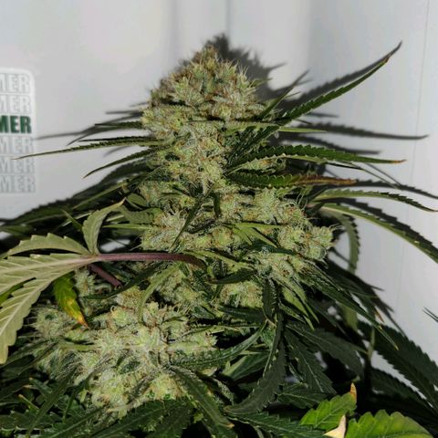 Golden Goat S1 growlog timeline photo