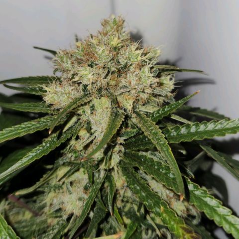 Golden Goat S1 growlog timeline photo