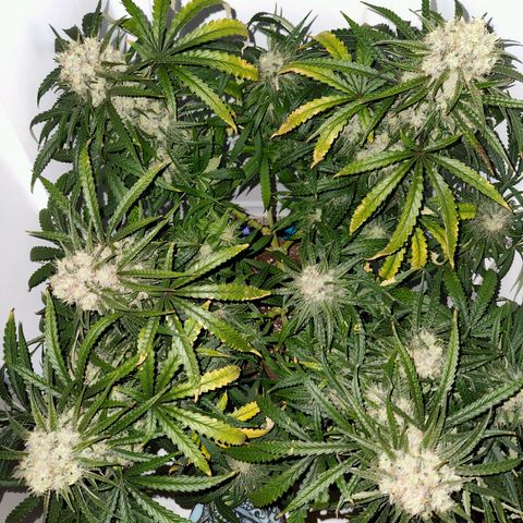 Golden Goat S1 growlog timeline photo