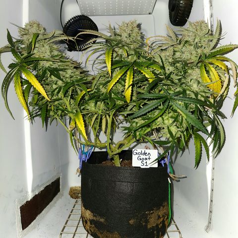 Golden Goat S1 growlog timeline photo