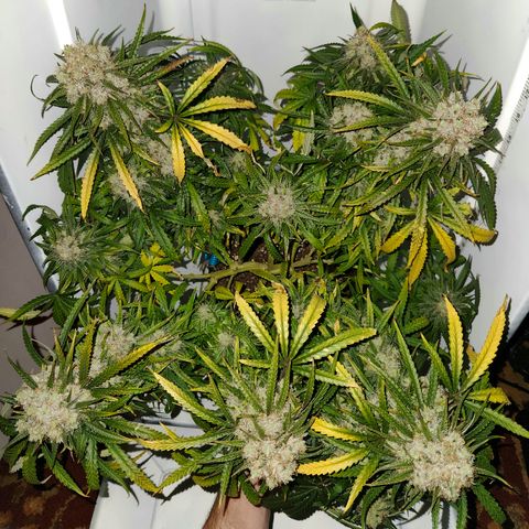 Golden Goat S1 growlog timeline photo