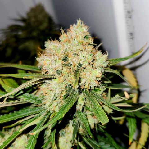 Golden Goat S1 growlog timeline photo