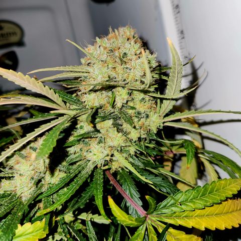 Golden Goat S1 growlog timeline photo