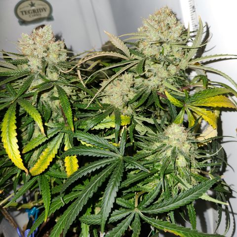 Golden Goat S1 growlog timeline photo