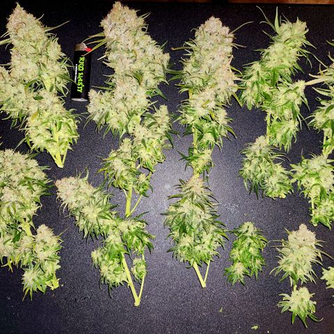 Golden Goat S1 growlog timeline photo
