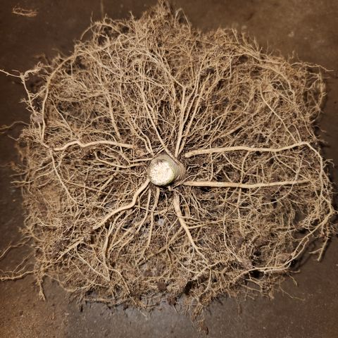 Golden Goat S1 growlog timeline photo
