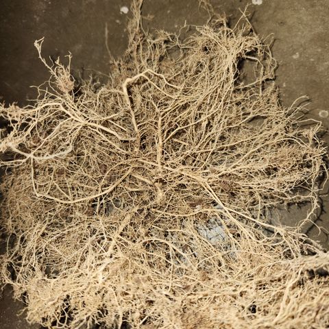 Golden Goat S1 growlog timeline photo