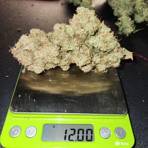 Golden Goat S1 growlog timeline photo