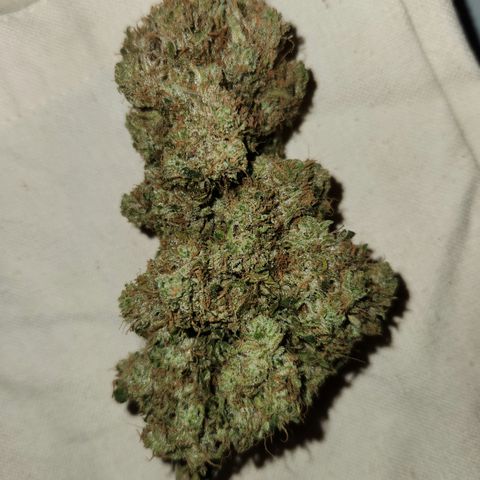 Golden Goat S1 growlog timeline photo