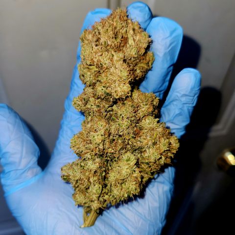 Golden Goat S1 growlog timeline photo
