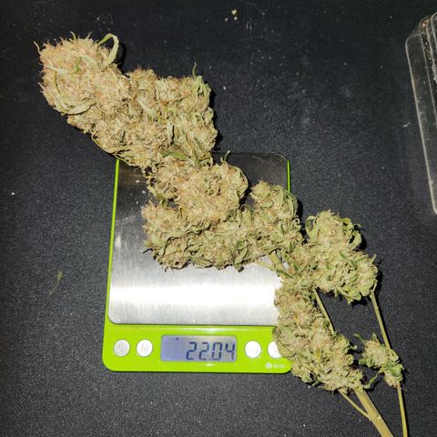 Golden Goat S1 growlog timeline photo