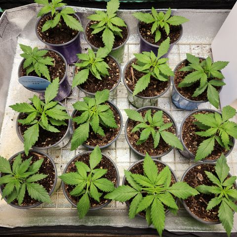 E-M Seeds Auto Reg (run #1) Female #02 growlog timeline photo