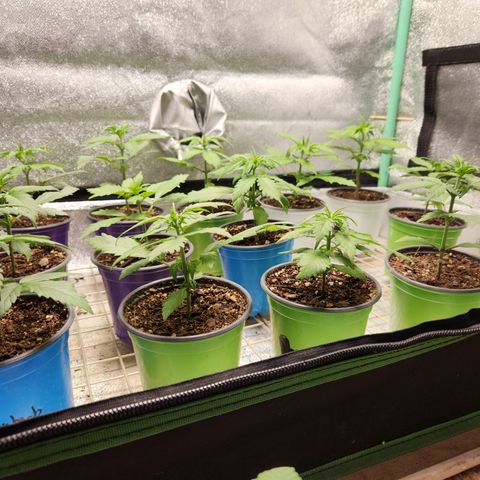 E-M Seeds Auto Reg (run #1) Female #02 growlog timeline photo