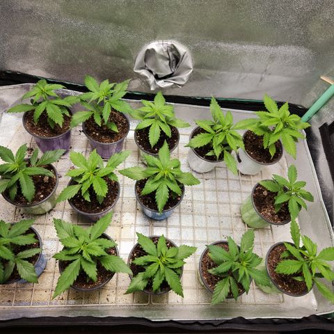 E-M Seeds Auto Reg (run #1) Female #02 growlog timeline photo