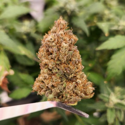 Doctor Seedsman CBD  #1 growlog timeline photo