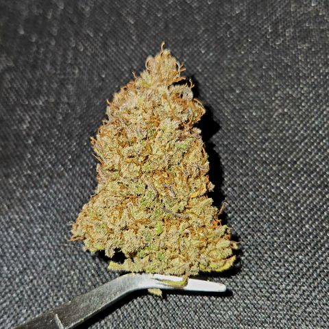 Doctor Seedsman CBD  #1 growlog timeline photo