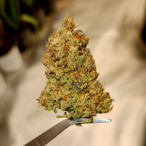 Doctor Seedsman CBD  #1 growlog timeline photo
