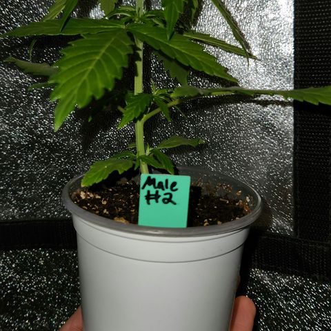 E-M Seeds Auto Reg (run #1) Male #2 growlog timeline photo
