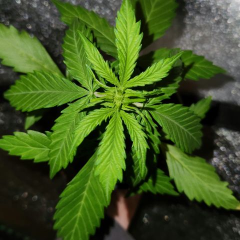 E-M Seeds Auto Reg (run #1) Male #2 growlog timeline photo