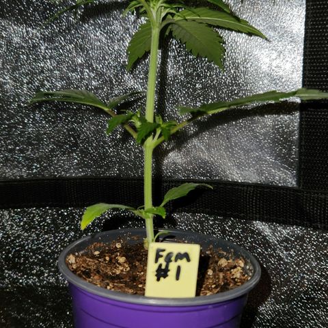 E-M Seeds Auto Reg (run #1) Female #01 growlog timeline photo