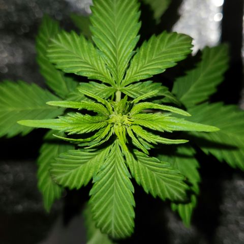 E-M Seeds Auto Reg (run #1) Female #01 growlog timeline photo