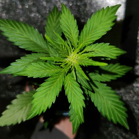 E-M Seeds Auto Reg (run #1) Female #02 growlog timeline photo