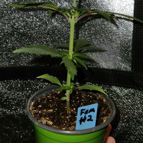 E-M Seeds Auto Reg (run #1) Female #02 growlog timeline photo