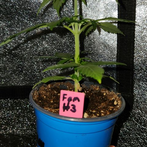 E-M Seeds Auto Reg (run #1) Female #03 growlog timeline photo
