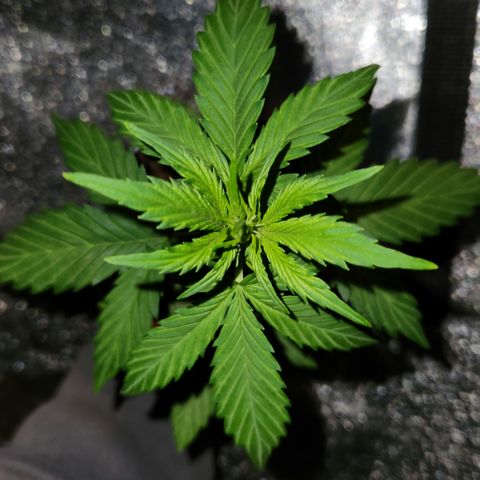 E-M Seeds Auto Reg (run #1) Female #03 growlog timeline photo