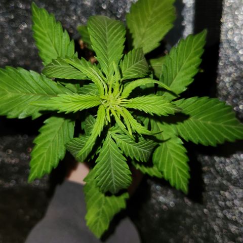 E-M Seeds Auto Reg (run #1) Female #04 growlog timeline photo