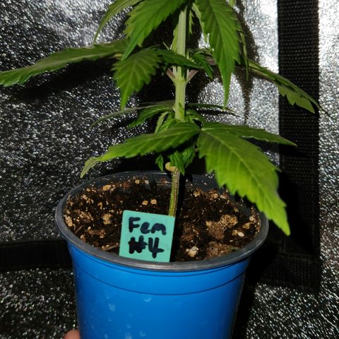 E-M Seeds Auto Reg (run #1) Female #04 growlog timeline photo
