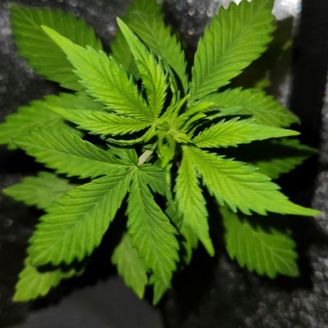 E-M Seeds Auto Reg (run #1) Female #05 growlog timeline photo