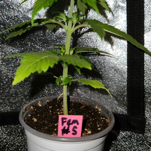 E-M Seeds Auto Reg (run #1) Female #05 growlog timeline photo