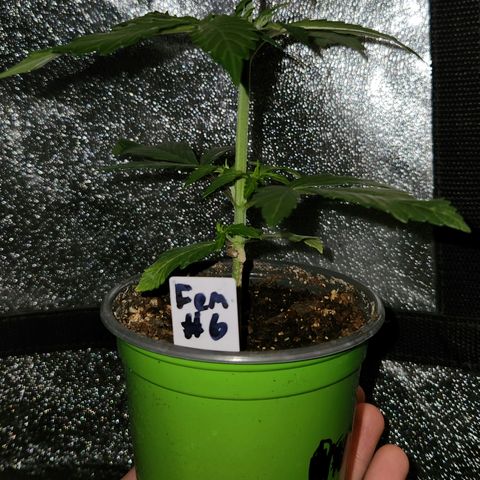 E-M Seeds Auto Reg (run #1) Female #06 growlog timeline photo