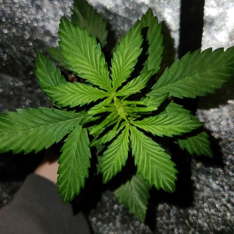 E-M Seeds Auto Reg (run #1) Female #06 growlog timeline photo