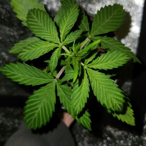 E-M Seeds Auto Reg (run #1) Female #07 growlog timeline photo