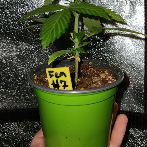 E-M Seeds Auto Reg (run #1) Female #07 growlog timeline photo