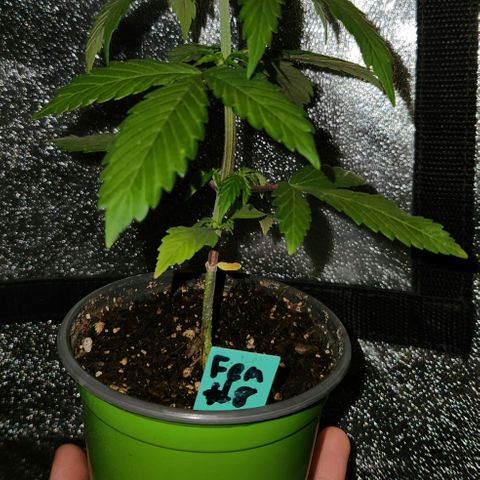 E-M Seeds Auto Reg (run #1) Female #08 growlog timeline photo