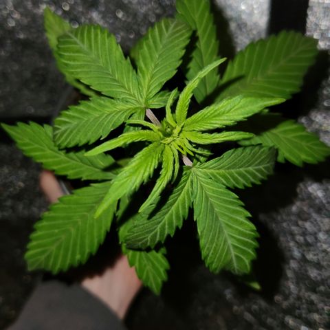 E-M Seeds Auto Reg (run #1) Female #08 growlog timeline photo