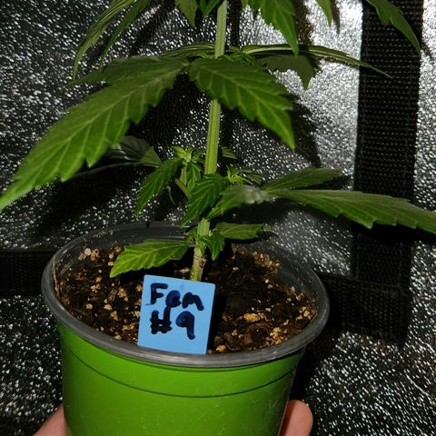 E-M Seeds Auto Reg (run #1) Female #09 growlog timeline photo