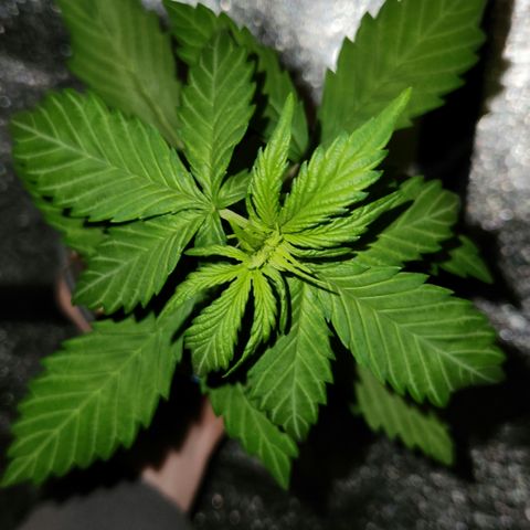 E-M Seeds Auto Reg (run #1) Female #09 growlog timeline photo