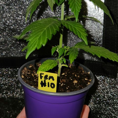 E-M Seeds Auto Reg (run #1) Female #10 growlog timeline photo