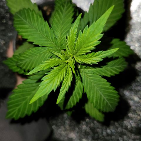 E-M Seeds Auto Reg (run #1) Female #10 growlog timeline photo