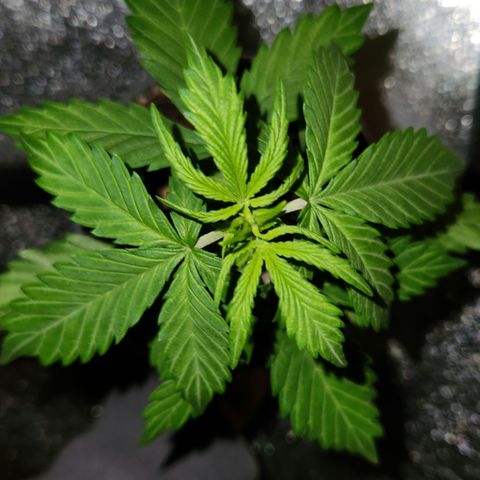 E-M Seeds Auto Reg (run #1) Female #11 growlog timeline photo