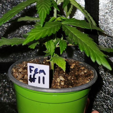 E-M Seeds Auto Reg (run #1) Female #11 growlog timeline photo
