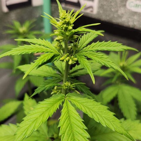 E-M Seeds Auto Reg (run #1) Male #2 growlog timeline photo