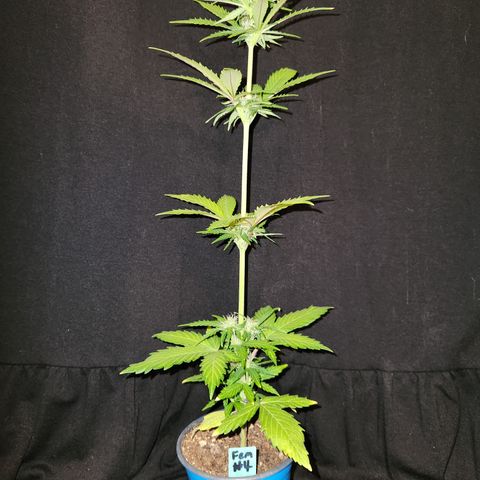 E-M Seeds Auto Reg (run #1) Female #04 growlog timeline photo