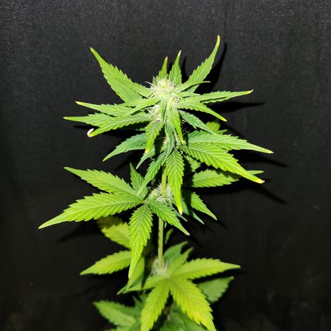 E-M Seeds Auto Reg (run #1) Female #04 growlog timeline photo
