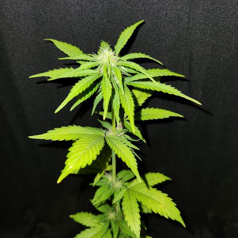 E-M Seeds Auto Reg (run #1) Female #08 growlog timeline photo
